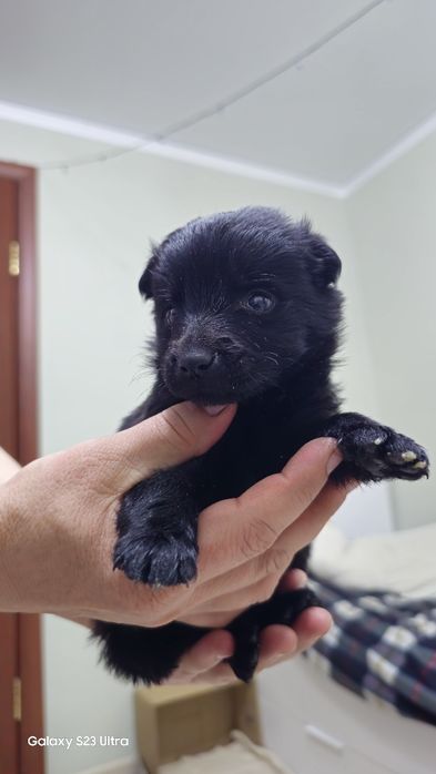 Отдадим щенка девочку  в хорошие руки