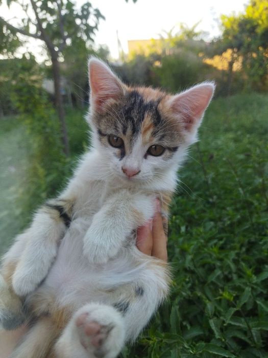 Котенок, девочка, 2 месяцев, игривая