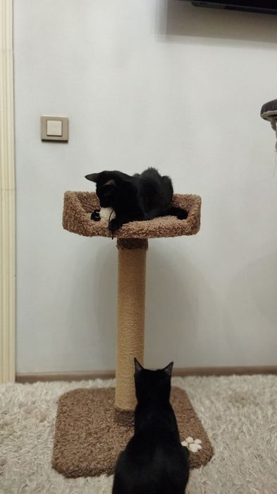 Когтеточка для кошек. Лежанка для кошки. Ассортимент домиков для кошек