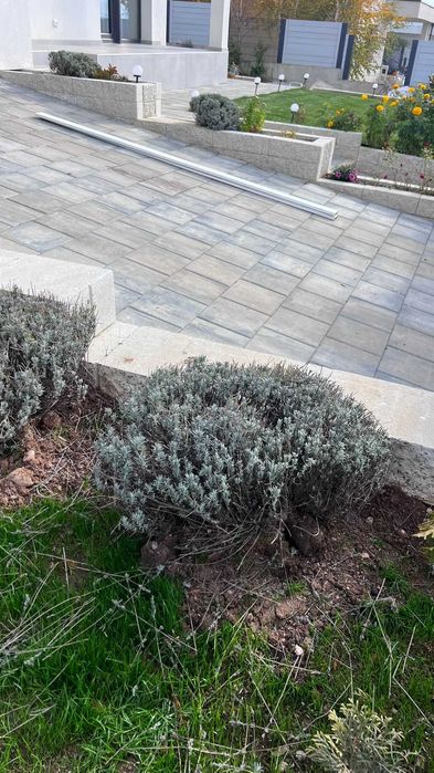 Lavanda matura(Anul 4)–tufa premium ghiveci 5L–bordura/terasă de vis