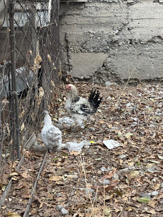 Продам карликовых петушков