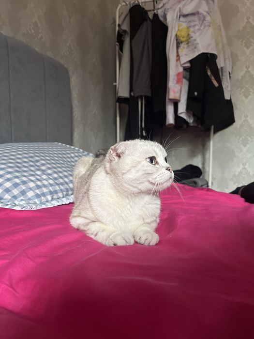 Кошка белая  девушка
