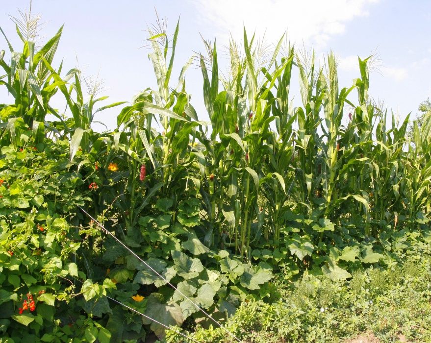 Мексиканска шарена царевица разноцветна - семена 100 броя