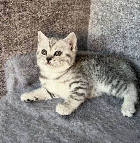Чистокровные Британские котята