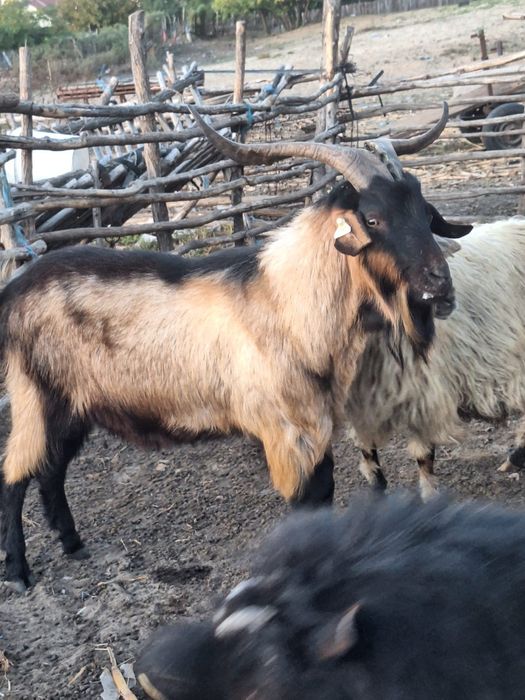 Se vând aceste animale , sau  la schimb  pe  purcei .