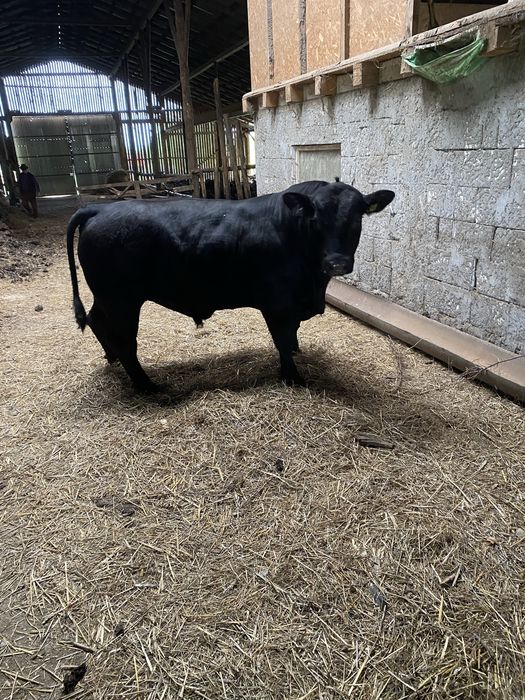 Taur angus ,cu origine pt reproductie !