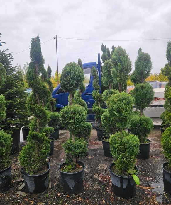 Лейланди и декоративни растения