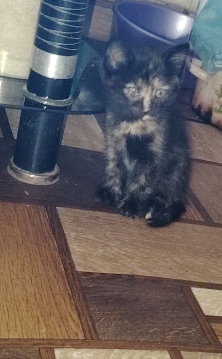 Отдам котенка девочка