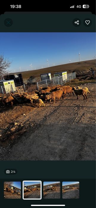 Vand mai multe detali la telefon