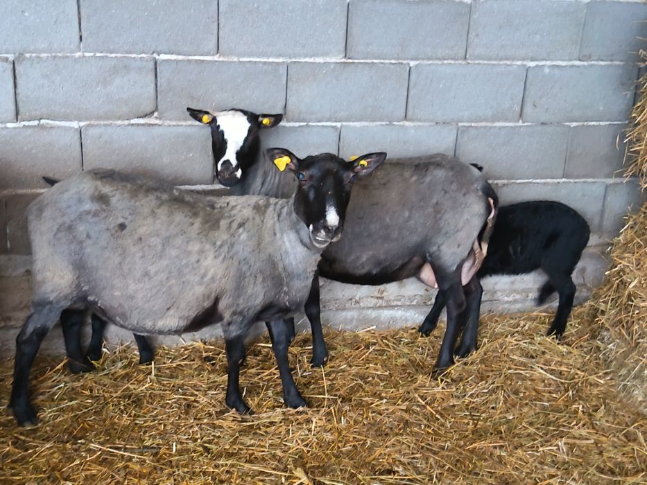 De vanzare berbec Romanov