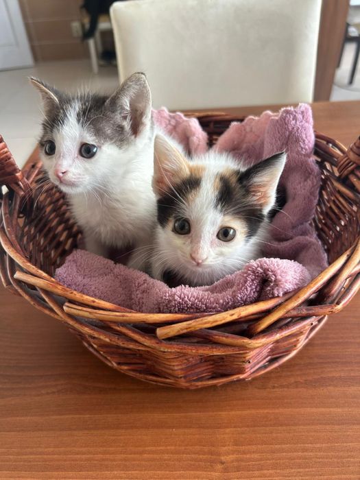 Котенки в хорошие руки