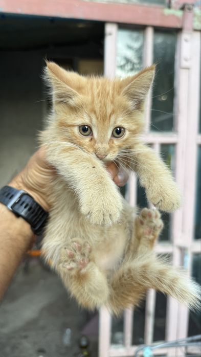 Котики 1 месяц ищут хозяев
