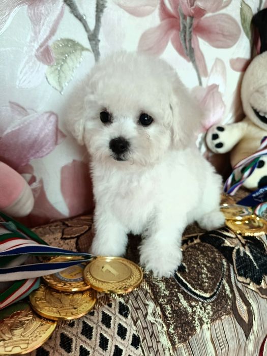 Продаётся шикарная девочка