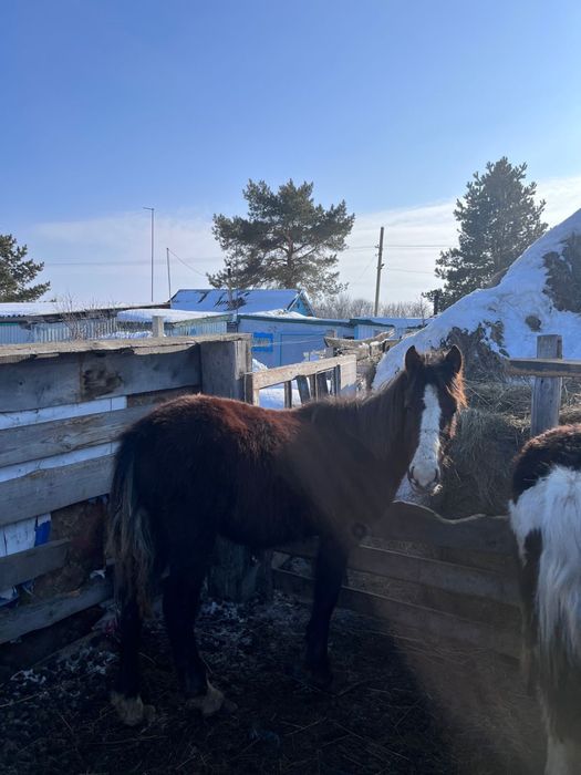 Продам 3 жабағы, село Карлуга