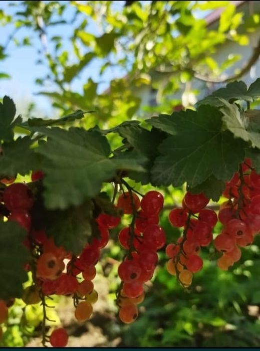 Продам саженцы красной смородины