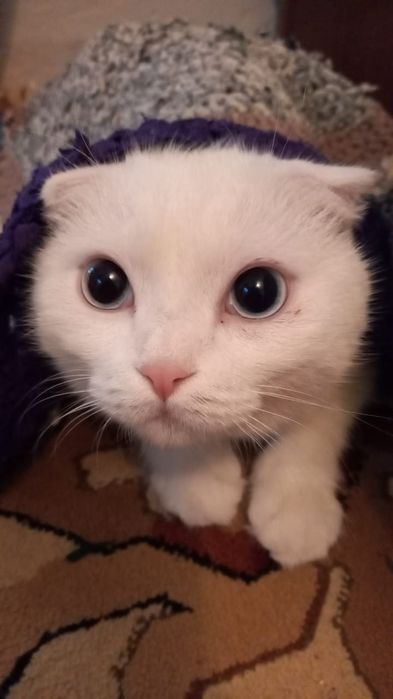 Продам шатландского кота