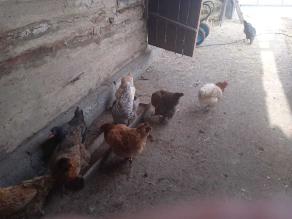 Продам домашних курей