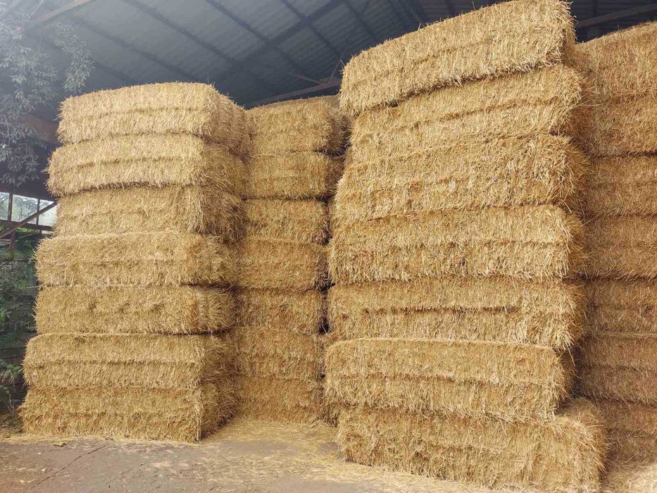 Продавам бали пшеничена слама – реколта 2025 г.