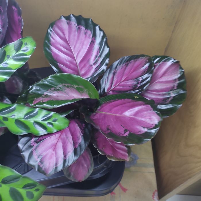 Калатеи, филодендрон, аглаонемы и диффенбахии(читать внимательно)