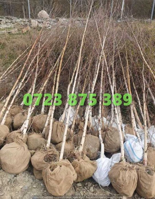 Arbori de Exterior de Elită – Transport Asigurat la Domiciliu