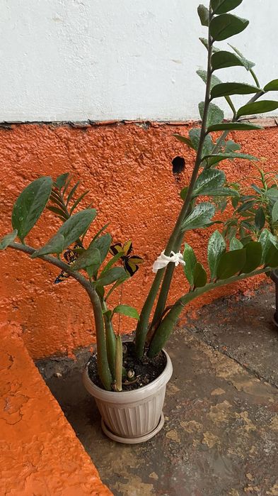 Гүлдер сатылады