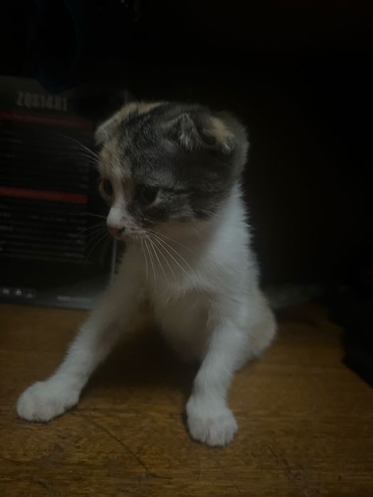 Срочно отдам котят