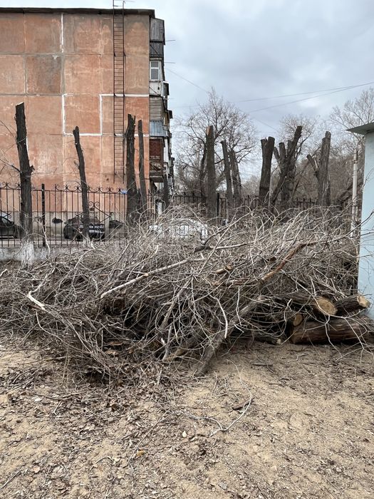 Ветки и дрова бесплатно