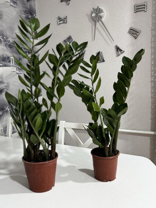 Замиокулькас продам