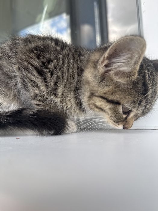 Отдам котенка в добрые руки