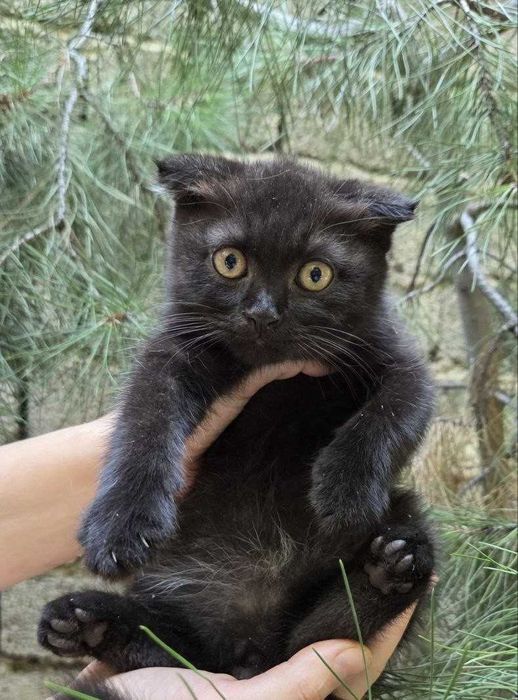 Котята ищут семьи!
