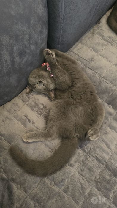 Скоттиш Фолд и Страйт