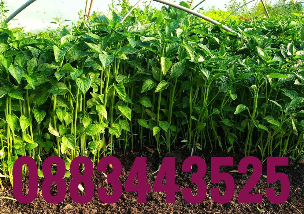 Ранни домати разсад