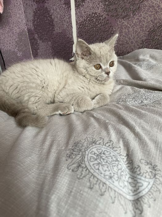 Продам котенка приучен к лотку