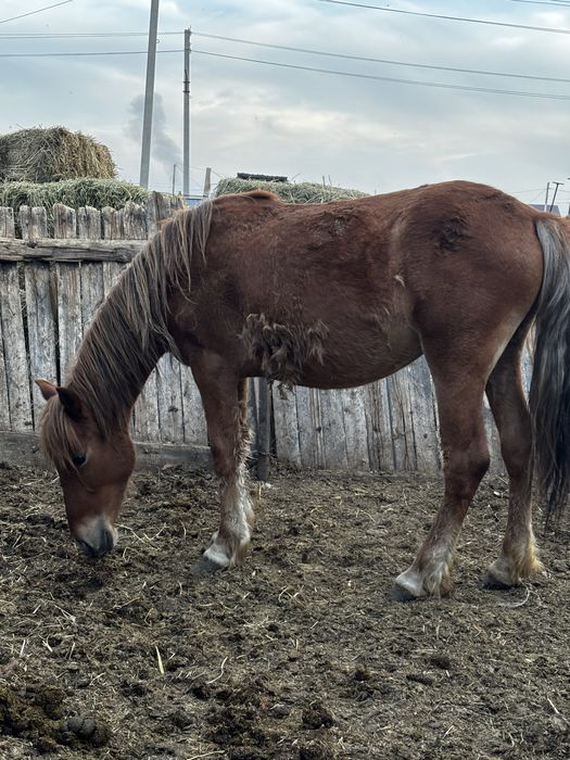 Ұрғашы байтал сатылады 2 жас