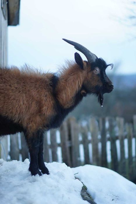 Vand TAP alpina franceza 1 an - foarte viril - vanzare sau schimb