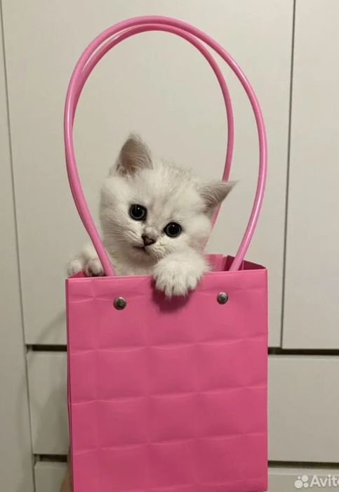 Серебристая шиншилла