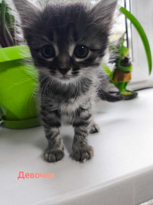 Отдам котят в добрые руки