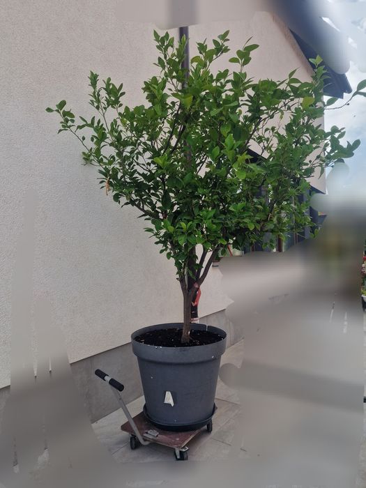 Copac Lămâi Altoit Mare 24 Ani -pe rod