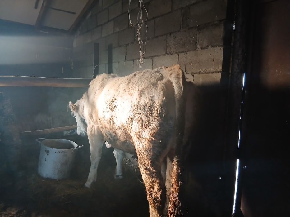 Бука 2 жылдык откормнан