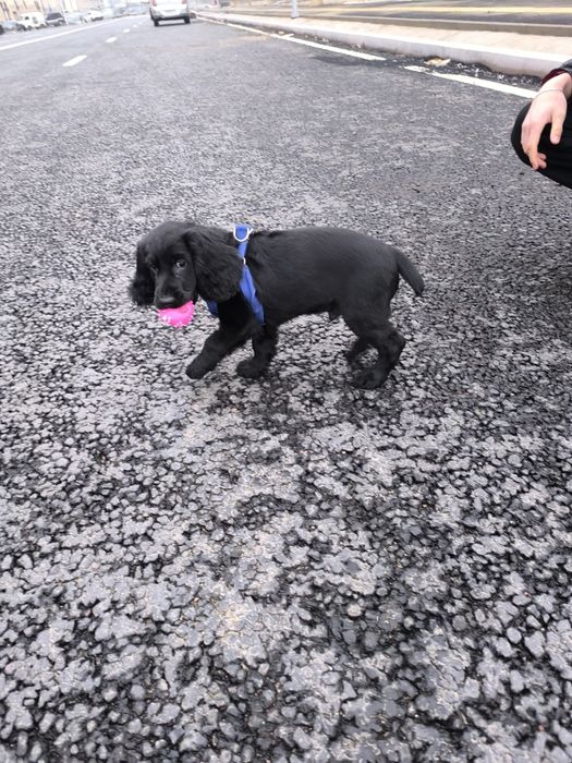 Продам щенка русский спаниель