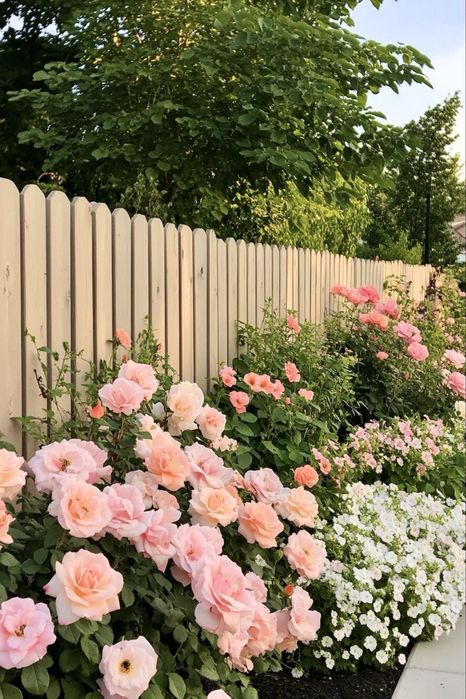 Продам растения для сада