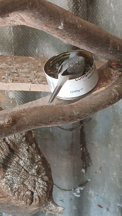 Pasari de vazare
