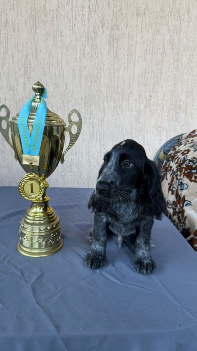 Русский охотничий спаниель