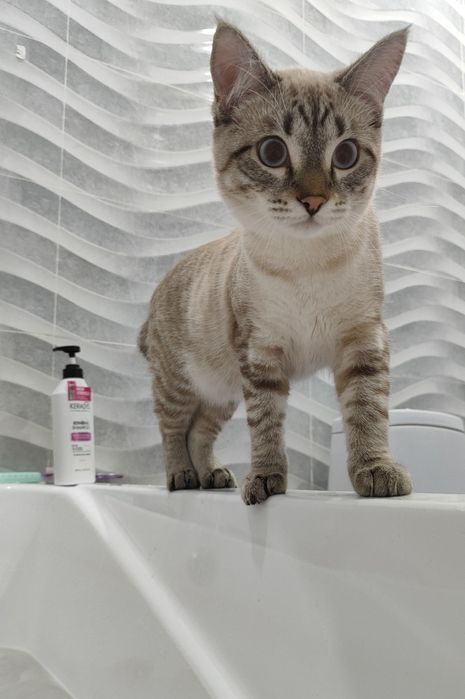 Отдаю кота в хорошие руки