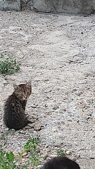 Котята в добрые руки,