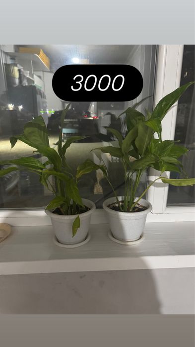 Үй гүлдері сатылады