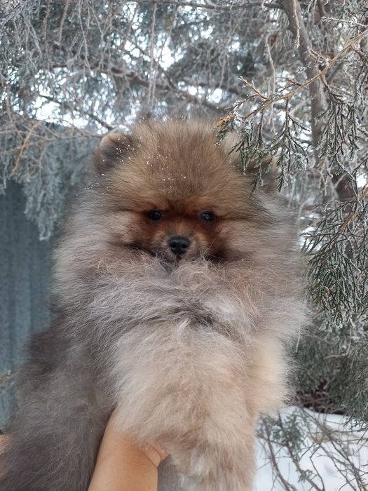 Продаётся шикарный малыш