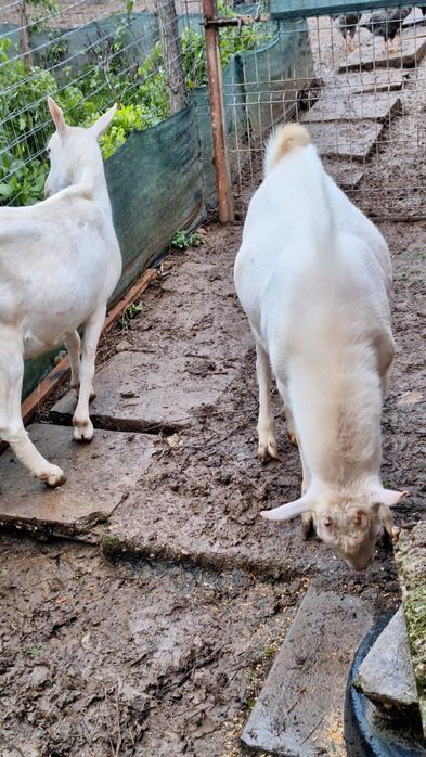 Vând țap rasa sannen