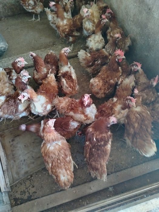 Продажа курей несушек