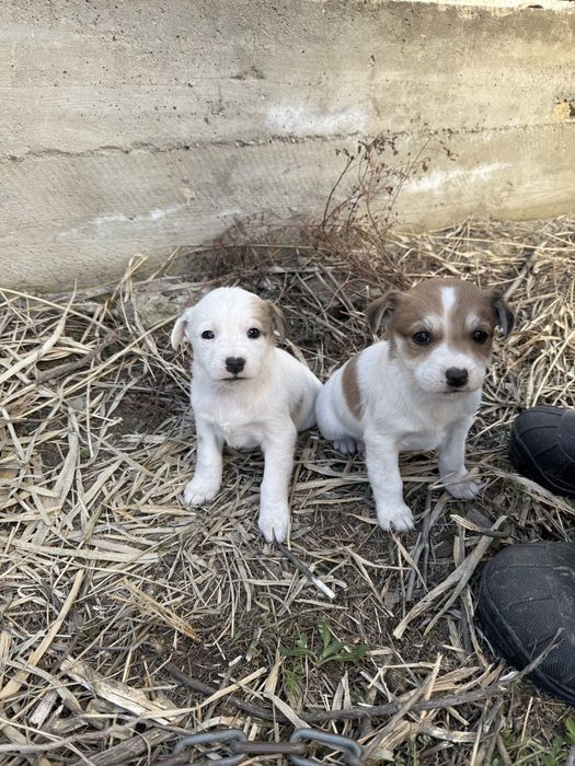 Отдам щенков в хорошие руки